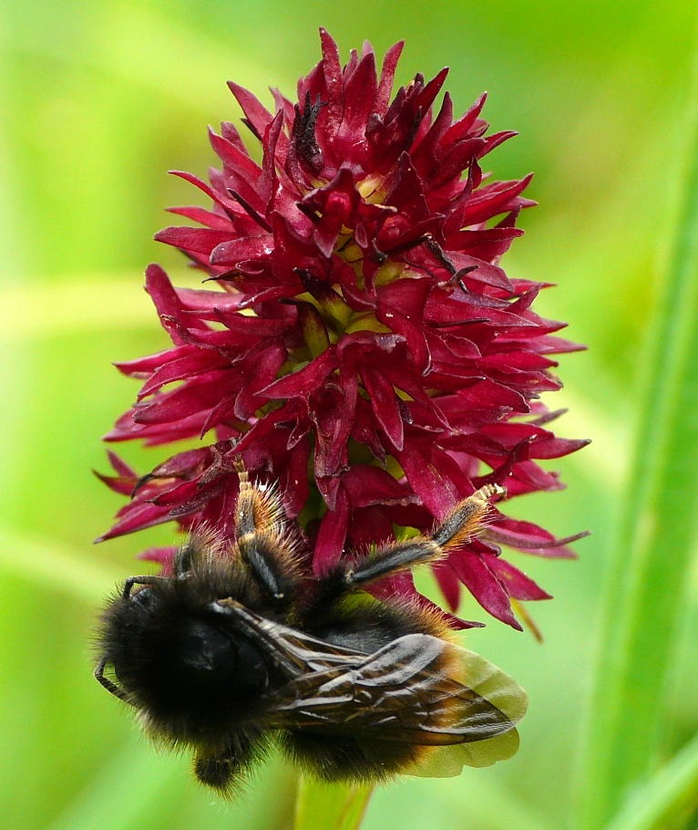 Bombus sp. su orchidea Nigritella rhellicani Monte Zugna (TN) luglio 2013